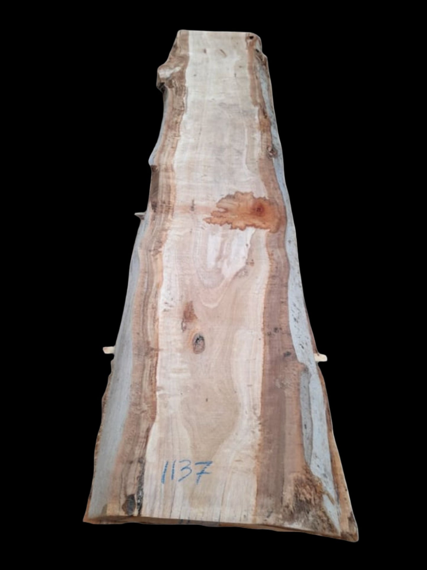 #1137 - Mountain Ash