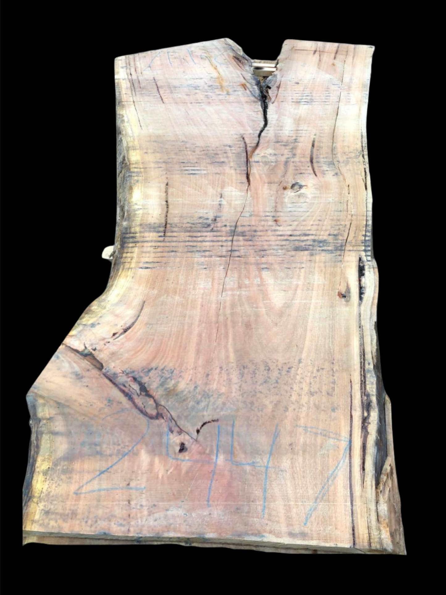 #2447 - Mountain Ash