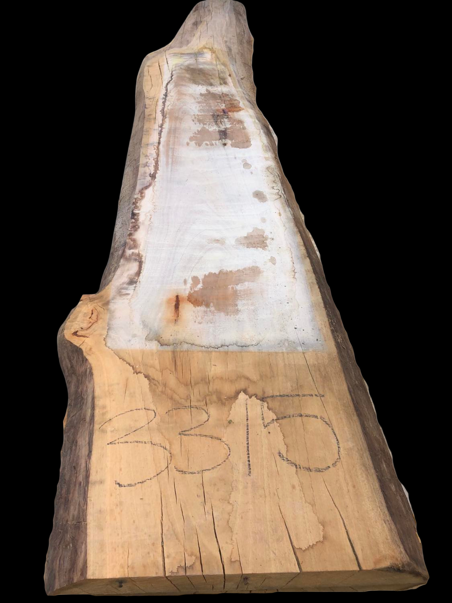 #3315 - Mountain Ash