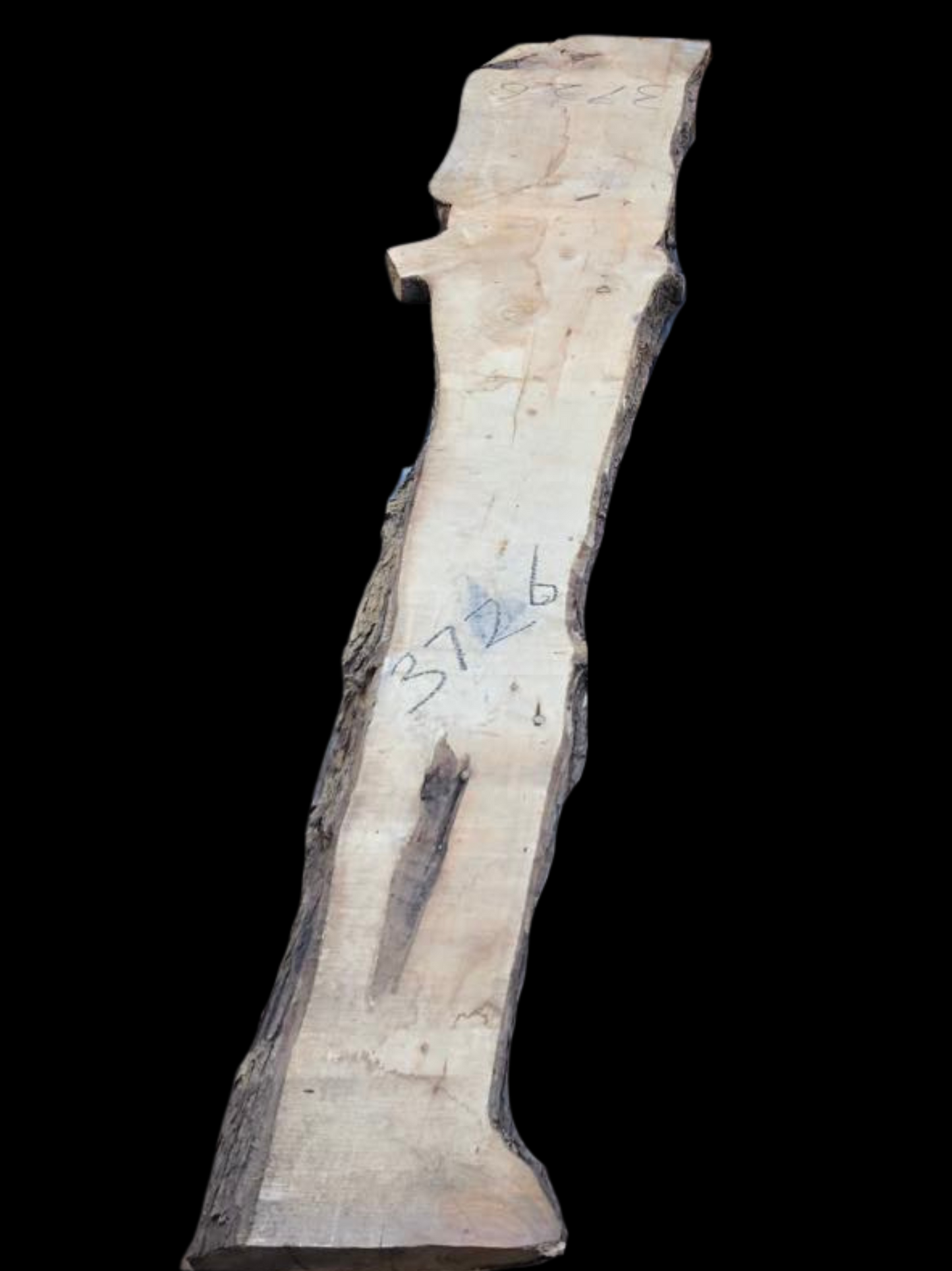 #3726 - Cypress Pine