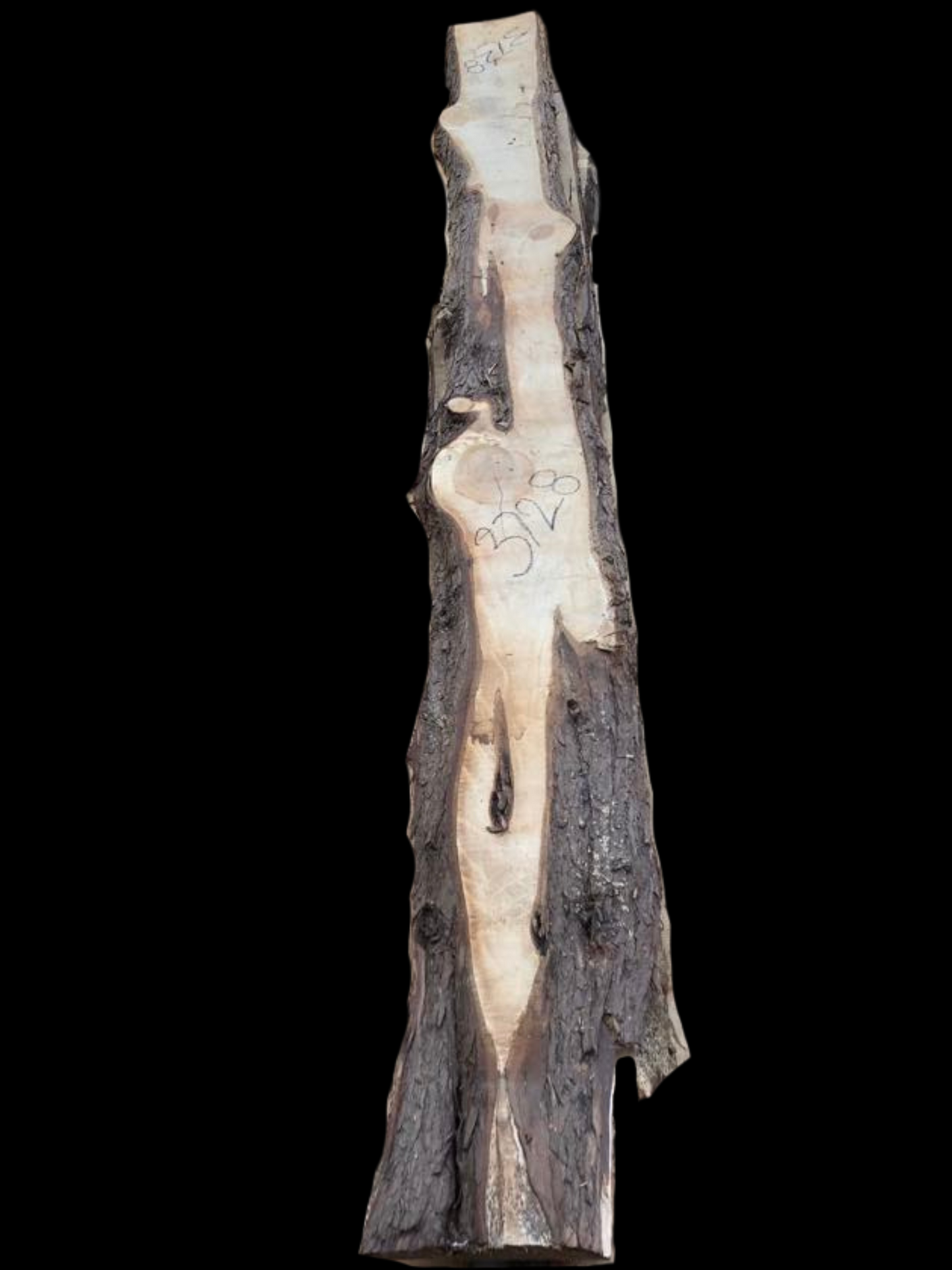 #3728 - Cypress Pine