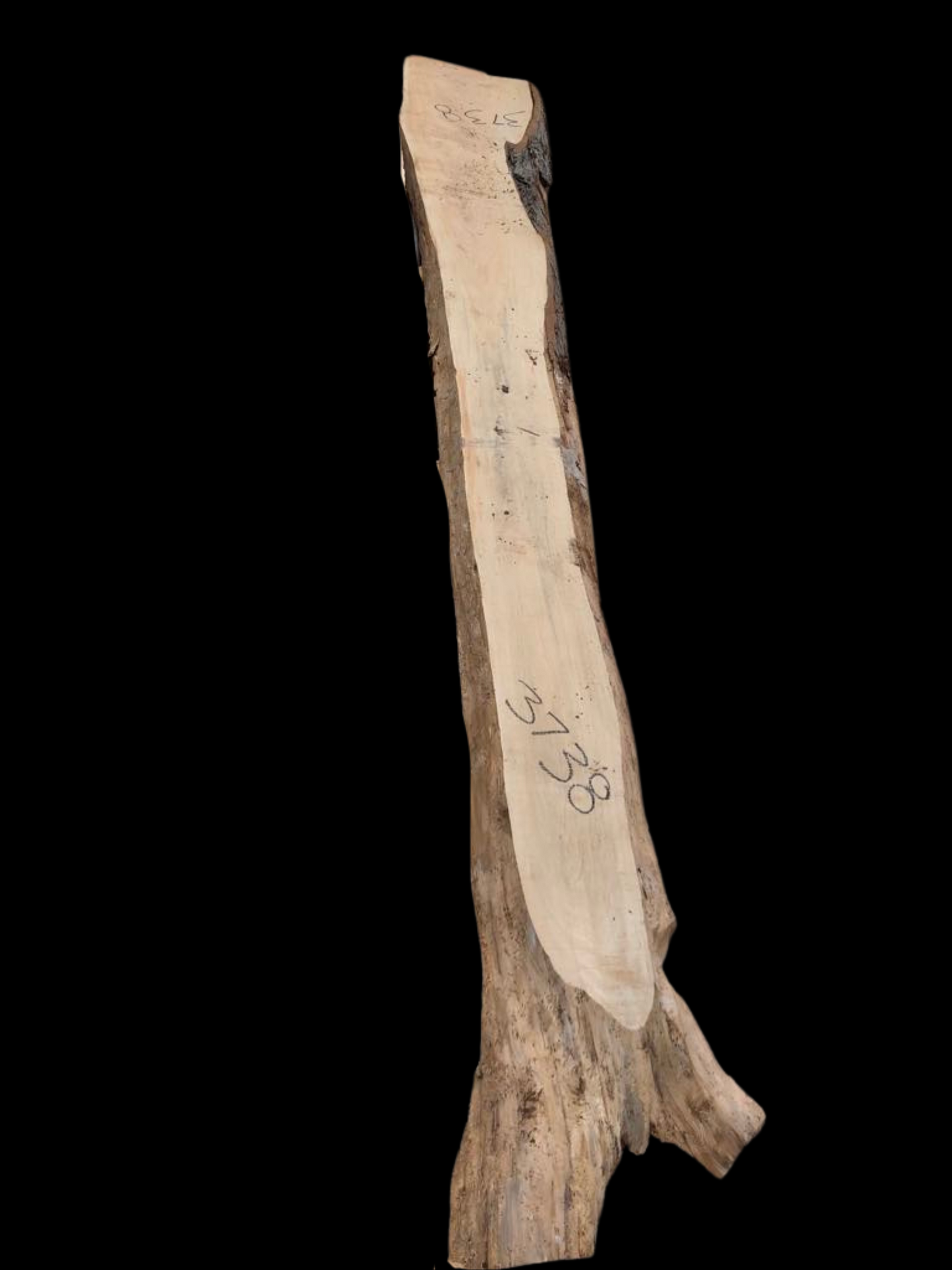 #3738 - Cypress Pine