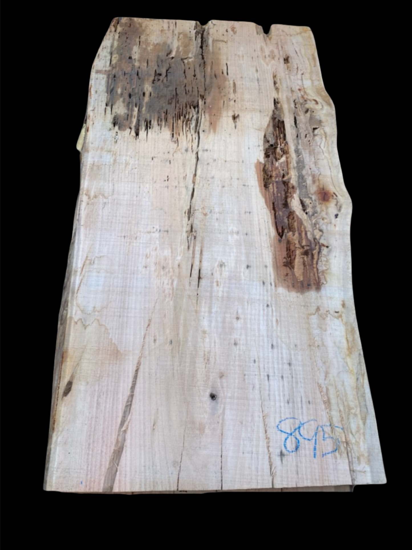 #895 - Spotted Gum