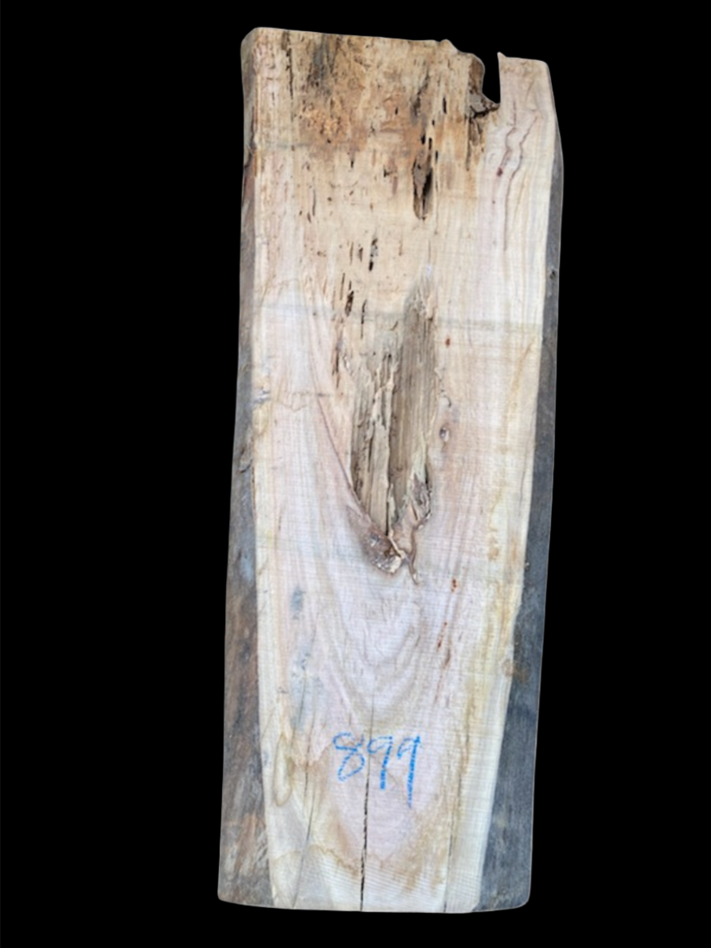 #899 - Spotted Gum