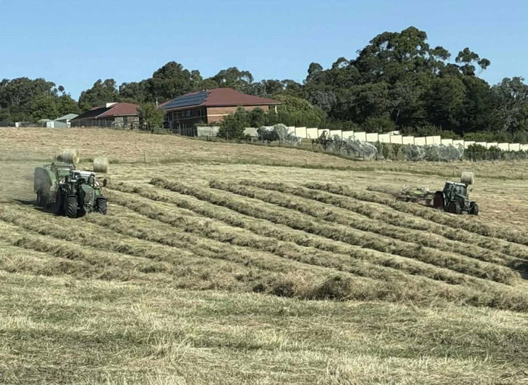 Hay