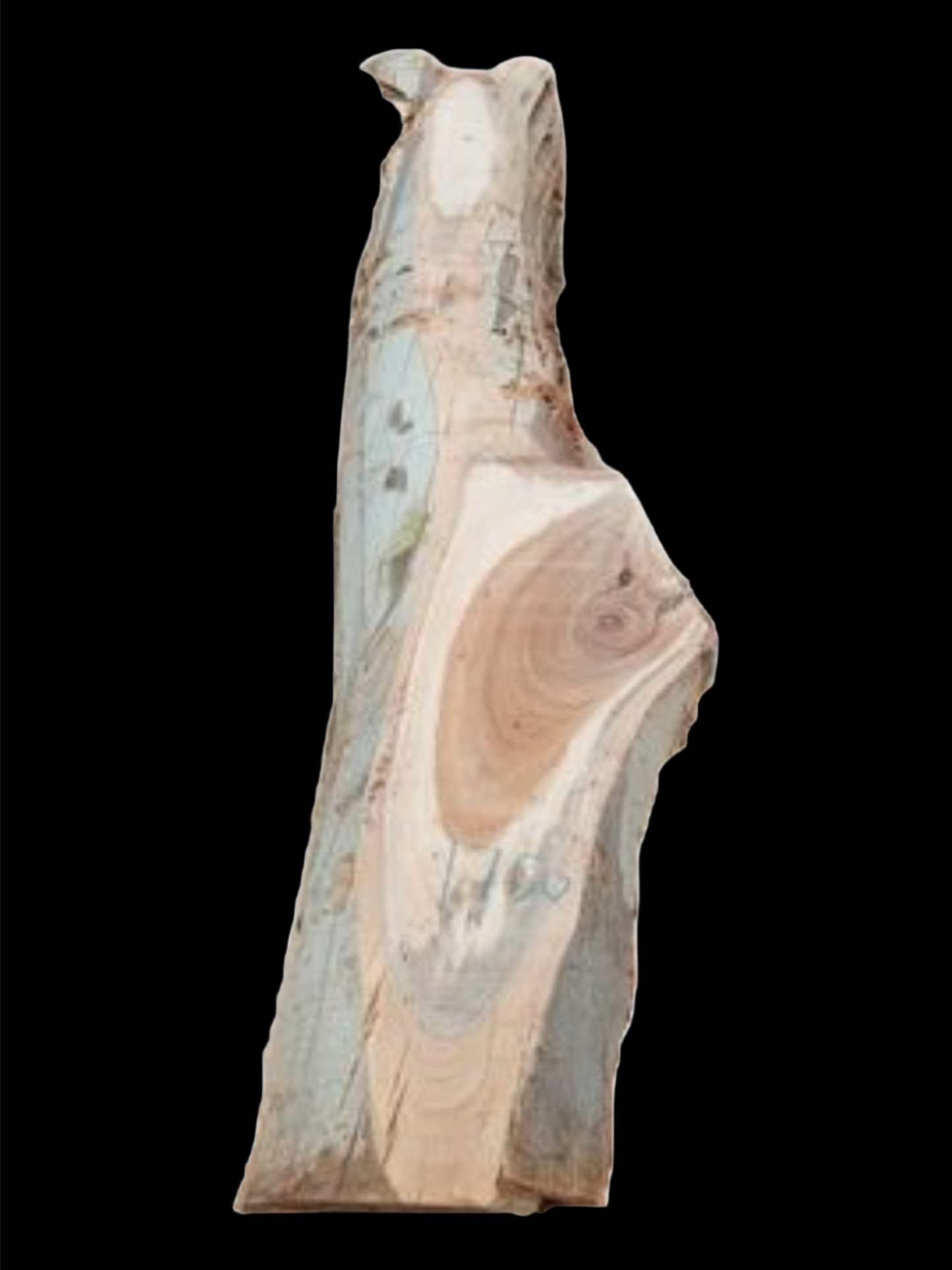 #1750 - Spotted Gum