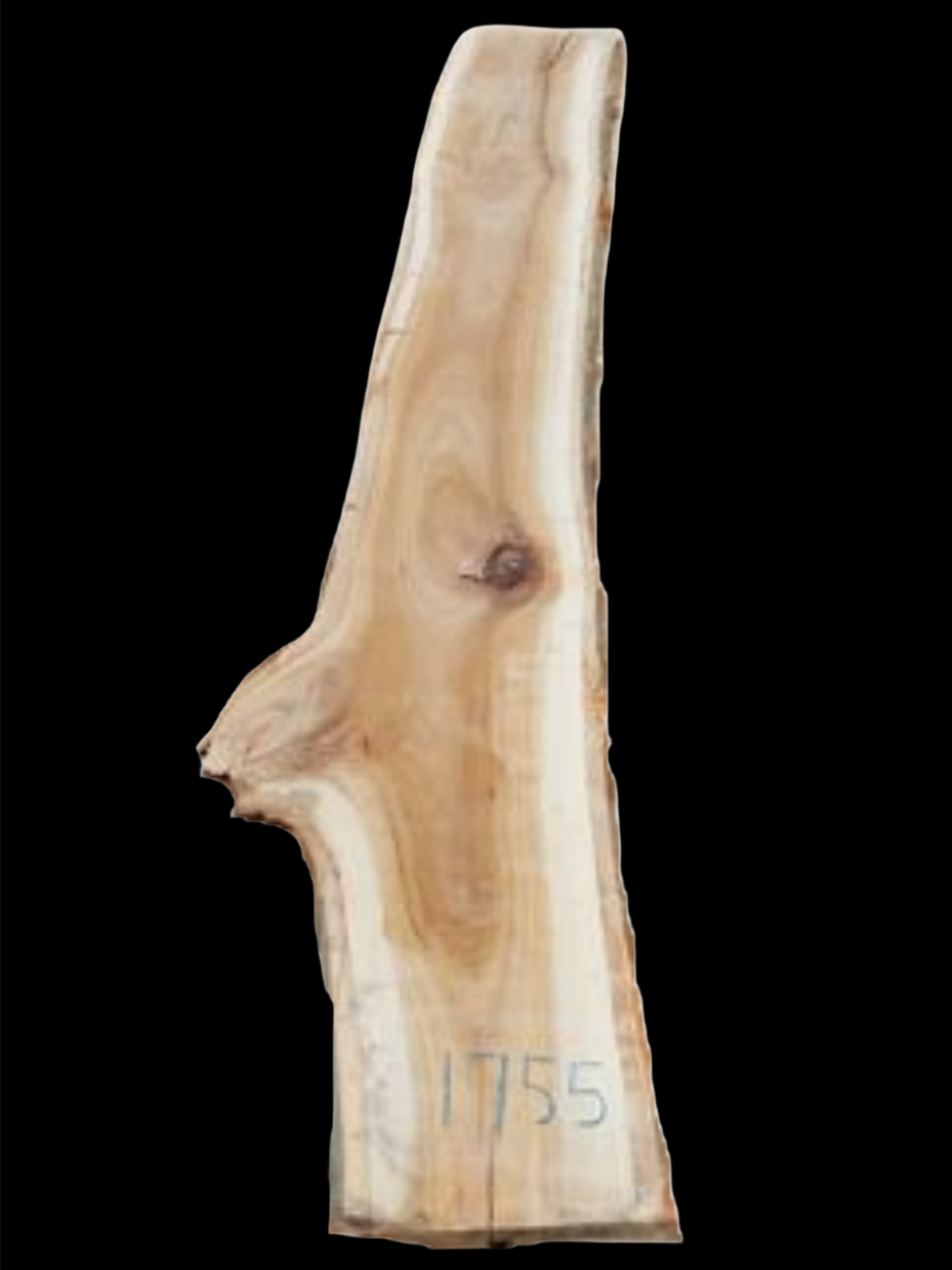 #1755 - Spotted Gum