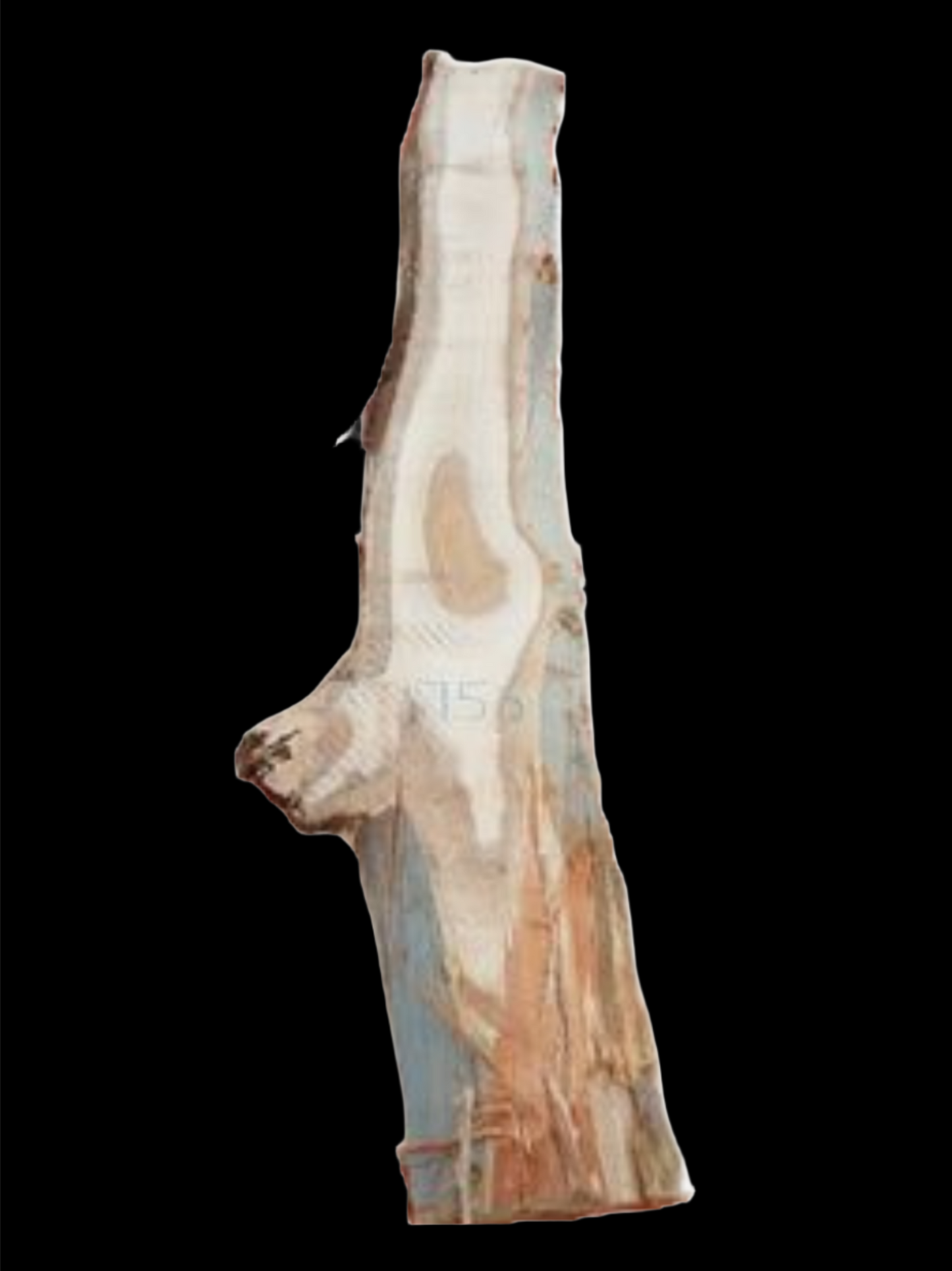 #1756 - Spotted Gum