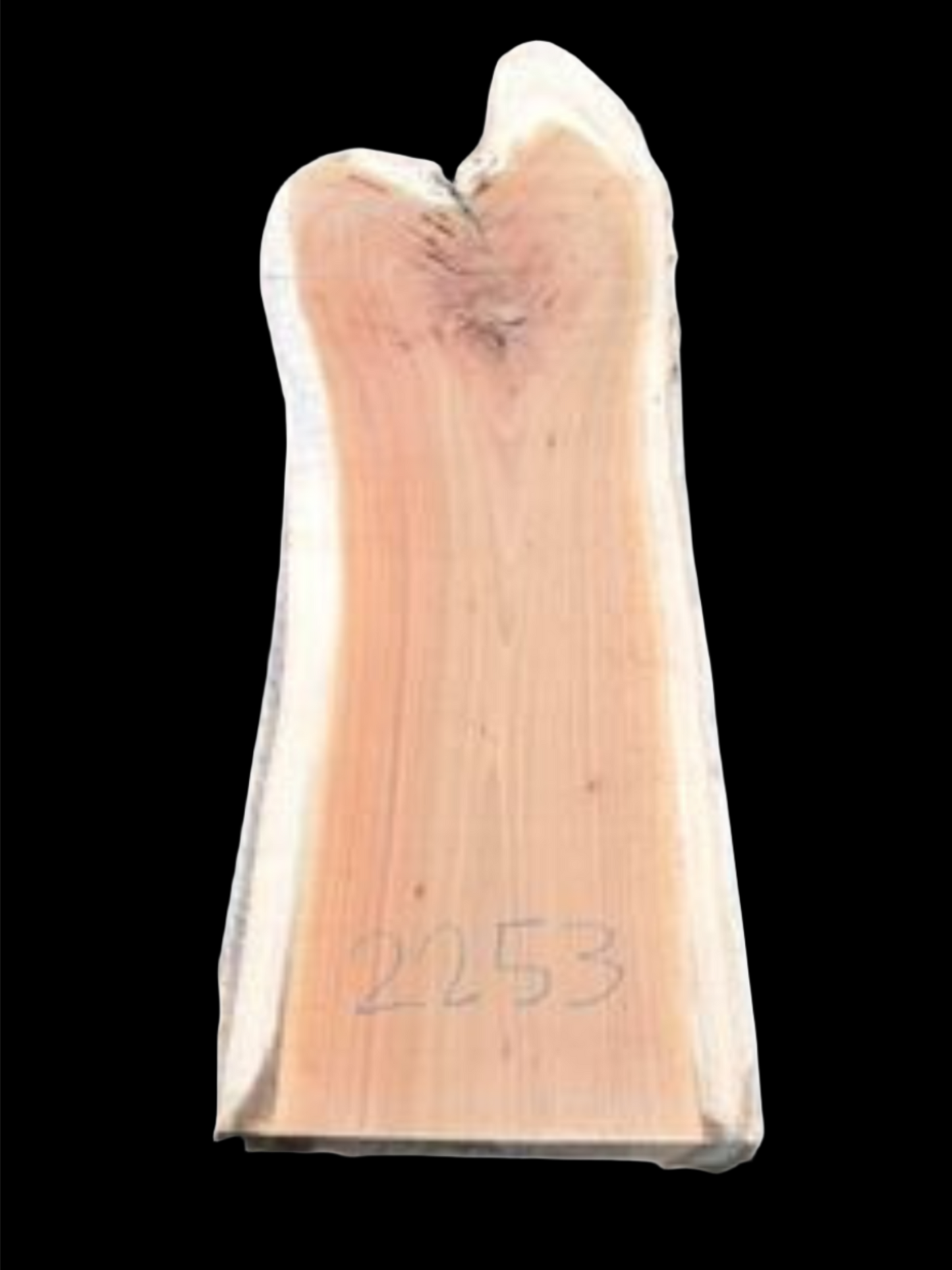 #2253 - Spotted Gum