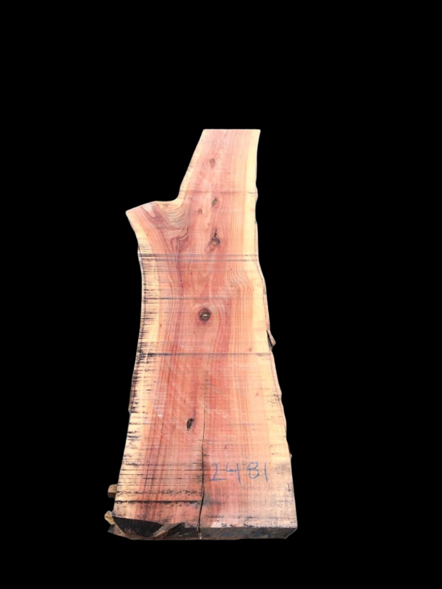 #2481 - Spotted Gum