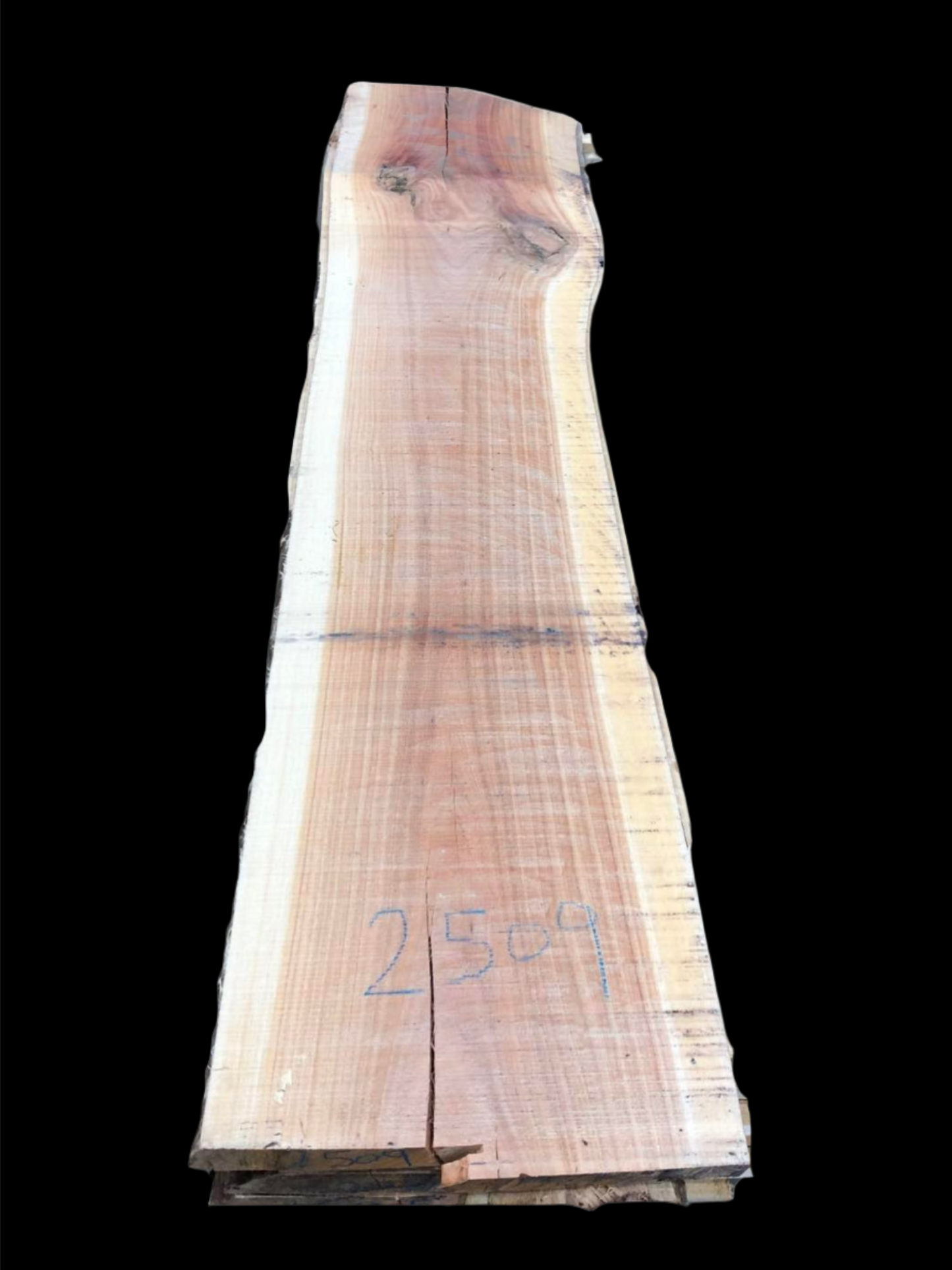 #2509 - Spotted Gum