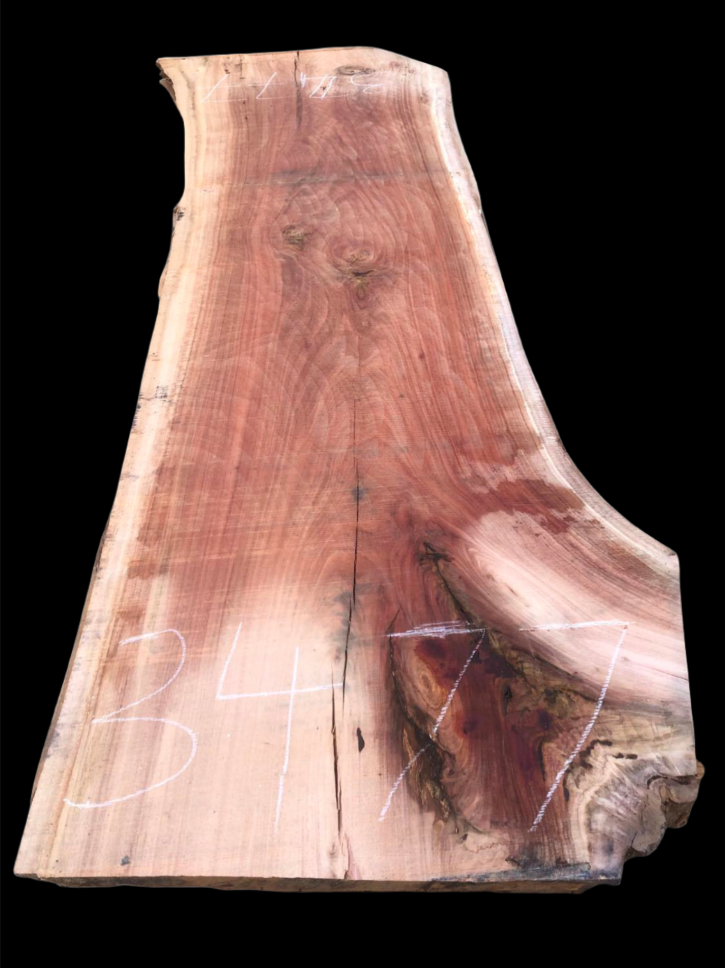 #3477 - Spotted Gum