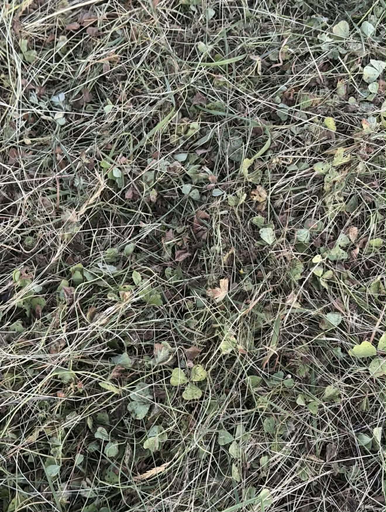 Square Bales